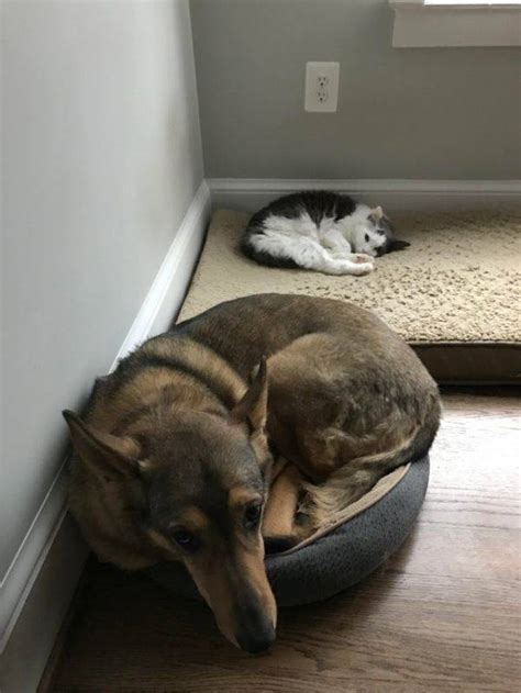 I passed without a cat., just get a good tune. In Cats Vs. Dogs No One Ever Really Wins (17 pics + 9 gifs ...