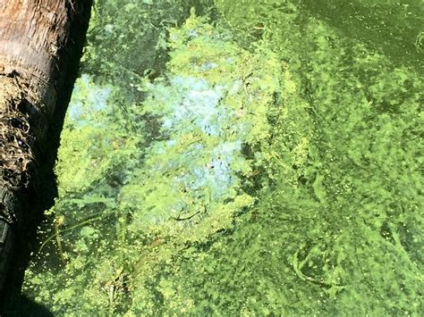 Creating The Epidemic Of Blue Green Algae