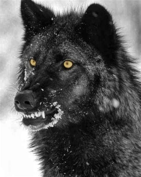 Black Alpha ️ Do You Love Wolves 🐺😍 Follow Wolfking For More If