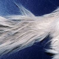 Sweat glands, most of which are non functional and sebaceous glands. Feline Stud Tail: Not A Good Look