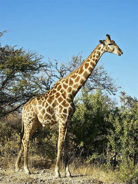 Giraffa Camelopardalis Wikipedia La Enciclopedia Libre