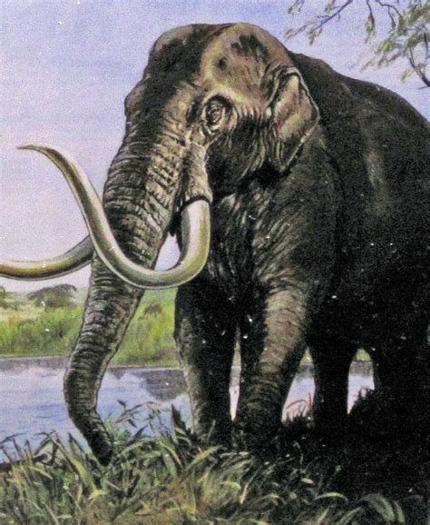 Reconstruction Of Mammuthus Columbi Fossil Columbian Mamm Flickr