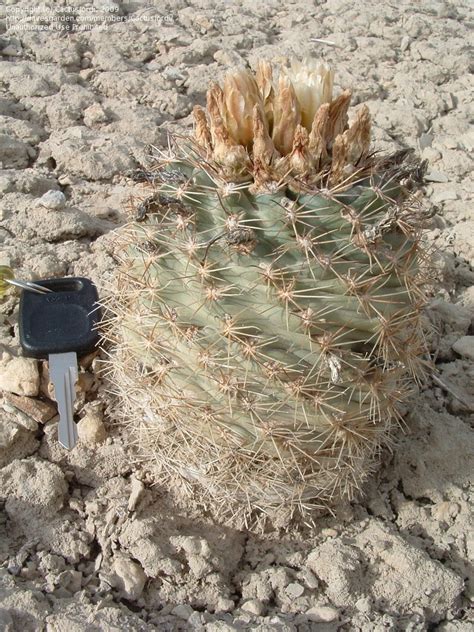 Searching summary for post office 19th ave cactus. PlantFiles Pictures: Mesa Verde Cactus (Sclerocactus mesae ...