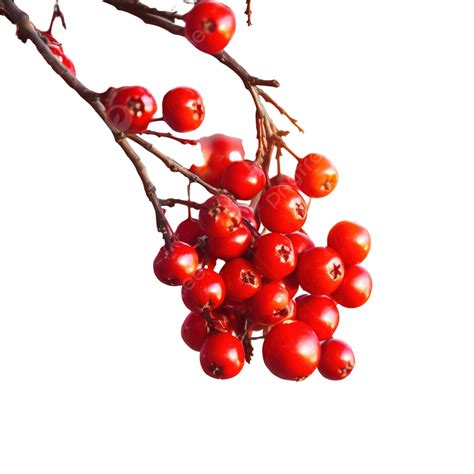 Red Holly Berries And Christmas Tree With Festive Defocused Bokeh