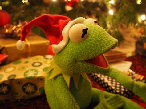 Free Images Flower Cheerful Funny Kermit Santa Claus Good Mood