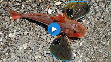 Gurnard Red Chelidonichthys Kumu How To Catch This Tasty Fish