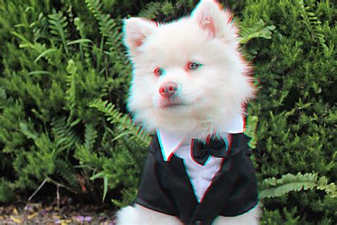 3d Dog In Tux You Will Need A Pair Of Anaglyph Glasses To View It In