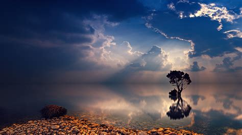 Lonely Tree Sunbeams Hd Nature 4k Wallpapers Images Backgrounds