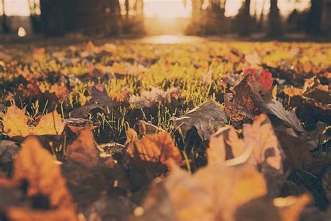 A beautiful lush lawn doesn't happen by accident. Boston Fall Lawn Care Tips - Pest Control Exterminators in ...