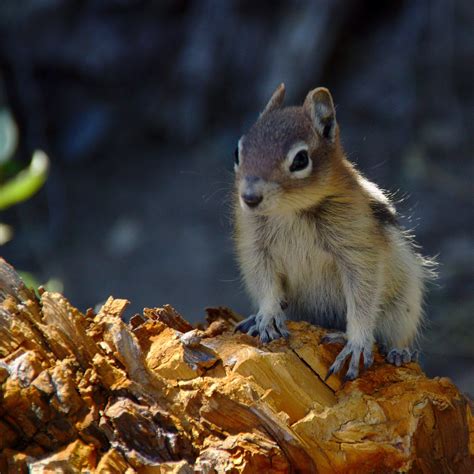 Cascade Golden Mantled Ground Squirrel Spermophilus Saturatus