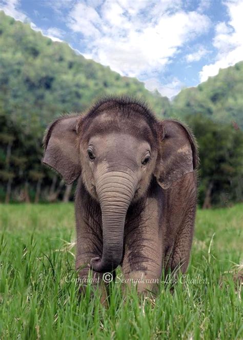 Baby Asian Elephant Enjoying A Beautiful Day Look At That Sweet Face