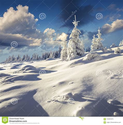 Great Winter Landscape In Carpathian Mountains With Snow Covered Stock