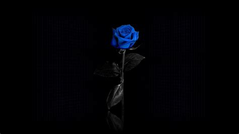 Black And Blue Rose Wallpapers Bigbeamng