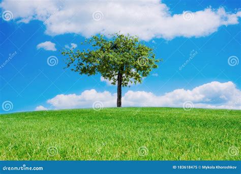 Grass Field With Lone Tree In Summer Sunny Day Stock Image Image Of