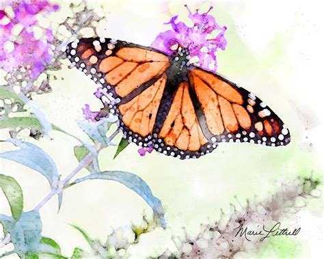 Butterfly Watercolor Monarch Butterfly Painting Garden Etsy Israel