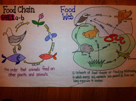In layman's terms, it basically shows who eats whom in an ecosystem. Food chain food web comparison | Fourth grade science, 4th ...