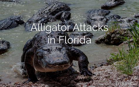What Attracts Alligators To Humans