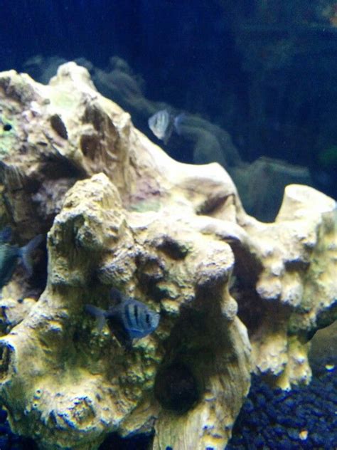 Turtle plastic tank 68cml x 37cmw x 29cmh. Plastic driftwood imitation | Fresh water fish tank, Fish ...