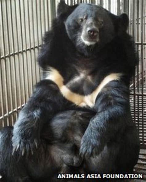 Vietnam Bear Rescue Centre Saved From Eviction After Campaign Bbc News
