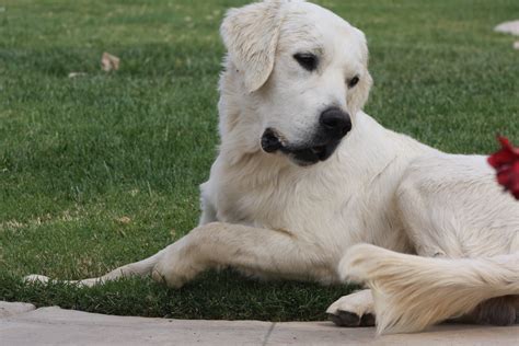 The ancestors of this breed golden retrievers from different locations like. white golden retriever | English Creme Golden Retrievers