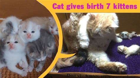 Cat Gives Birth To 7 Kittens Cat Giving Birth Part 1 Youtube