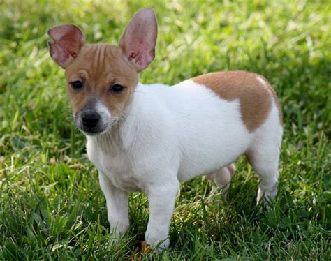 Pin By Providence Puppies On Toy Fox Terriers Toy Fox Terriers Fox