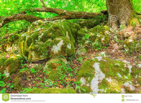 Green Moss On The Rocks Stock Image Image Of Closeup 60171159