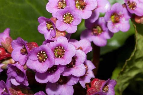 20 Gorgeous Purple Perennials Photos Garden Lovers