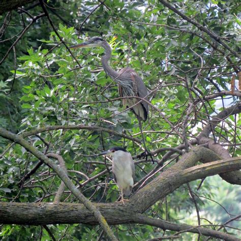 Great Blue And Black Crowned Night Herons Sharing A Tree Burlington