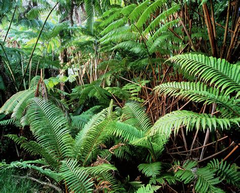 Ferns In The Tropical Rainforest