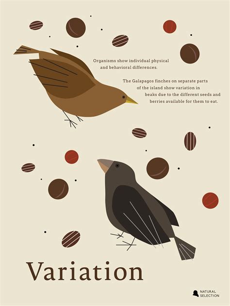 Natural Selection Class Posters On Behance