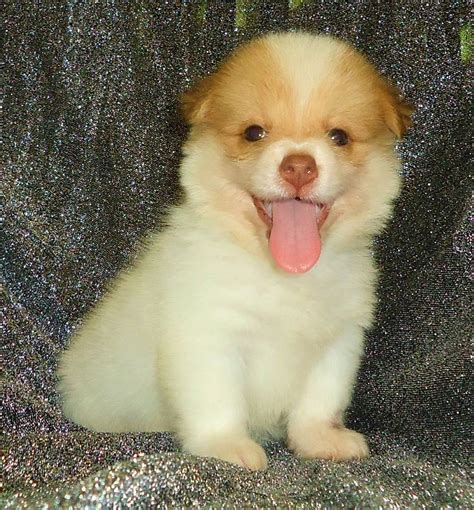 Cross Breed Japanese Spitz Mix Shih Tzu