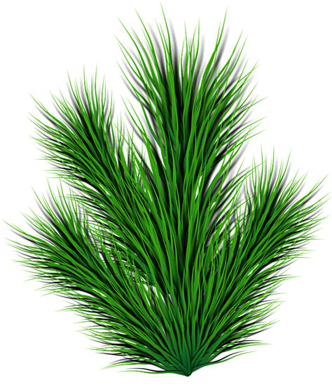 Pine Branch Clipart Free Download Transparent Png Creazilla