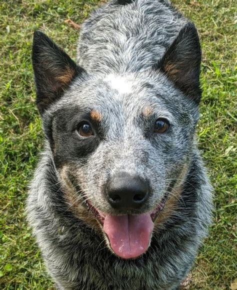 Australian Cattle Dog Blue Heeler Rescue Dog For Adoption