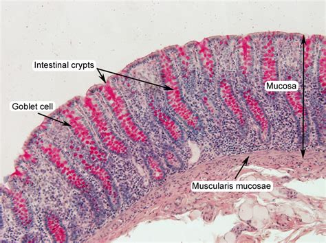 Digestive