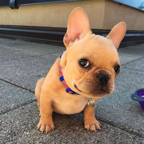 There are many alternatives to the mini frenchie. Top 5 French Bulldog instagram profiles - French Bulldog Breed