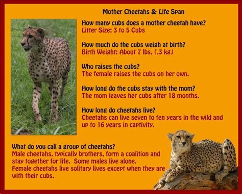 It can be quite a daunting task to teach your kids about animals. cheetah pictures and facts - Google Search | Cheetah facts for kids, Fun facts about animals ...