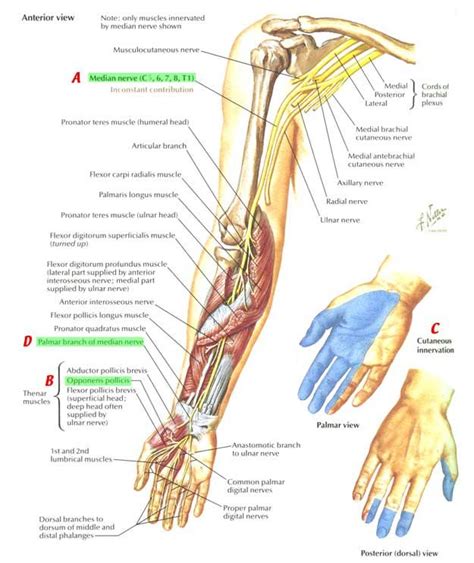 Median Nerve Median Nerve Nerve Anatomy Ulnar Nerve