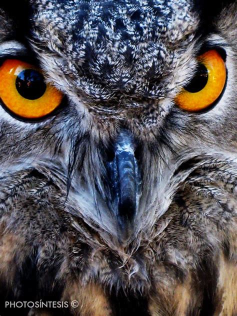 Orange Eyed Owl Flickr Photo Sharing