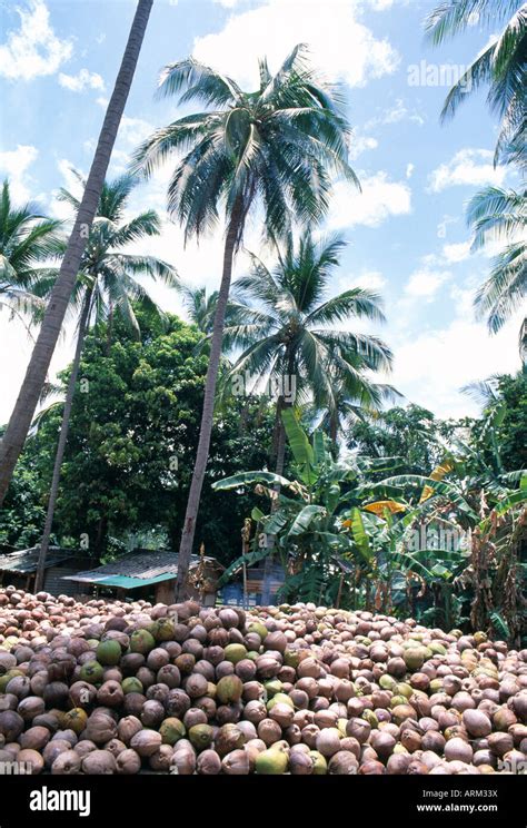 Coconuts Plantation Samui Thailand Stock Photo Alamy