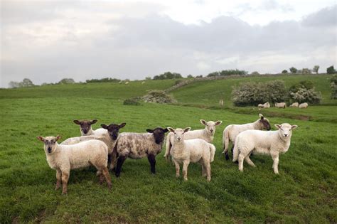 Sheep Farm Tours Ireland