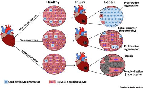 Cardiomyocyte Polyploidization And Progenitor Proliferation Repair