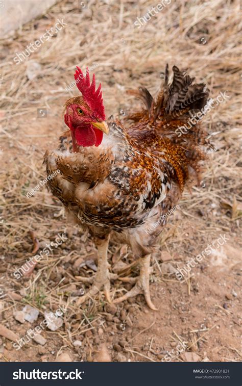 Transylvanian Naked Neck Turken Rooster Rare Stock Photo