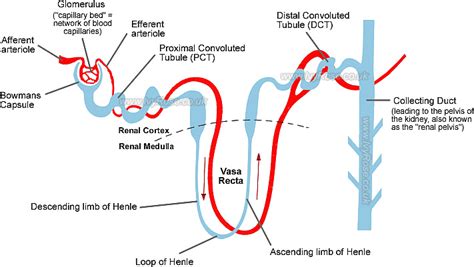 Kidney Tubules Distal