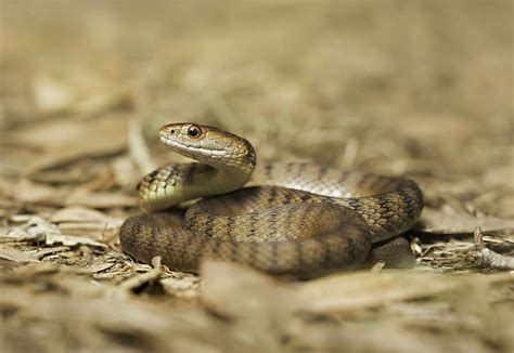 Recklessly Green Tree Snake Fnq