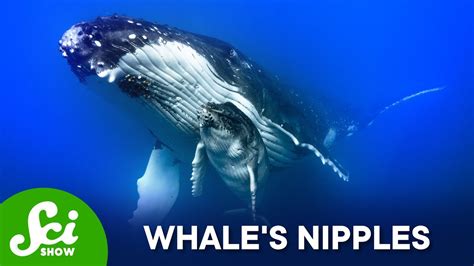 Where Are A Whales Nipples Youtube