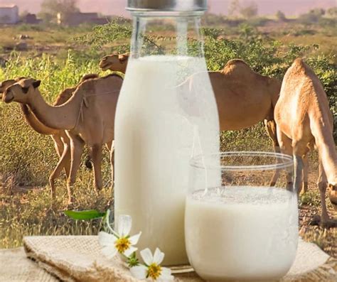 Camel Milk Benefits ऊंटनी के दूध के फ़ायदे