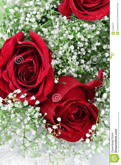 Red Roses And Babys Breath Stock Image Image Of