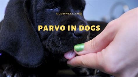 Early Signs Of Parvo In Puppies Recovery Guide Dogdwell
