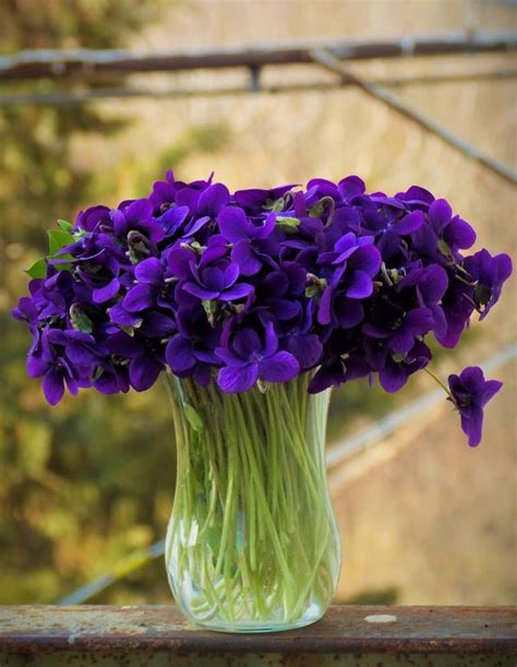 They cover the entire plant on slender stems in early spring, before the large, ovate leaves emerge. A vase of lovely violets! | Pretty flowers, Beautiful flowers